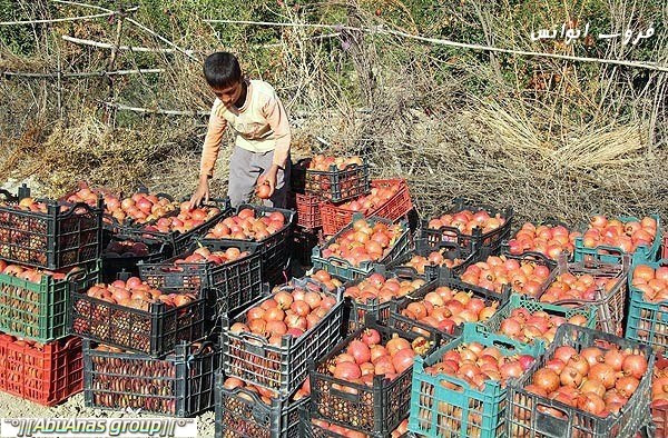 موسم قطف الرمان في لورستان
