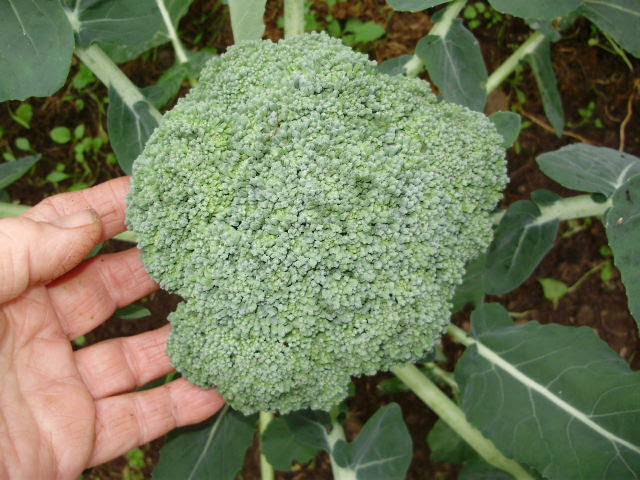 Delicious calabrese/broccoli 'Green Magic' Delicious calabrese/broccoli 'Green Magic'