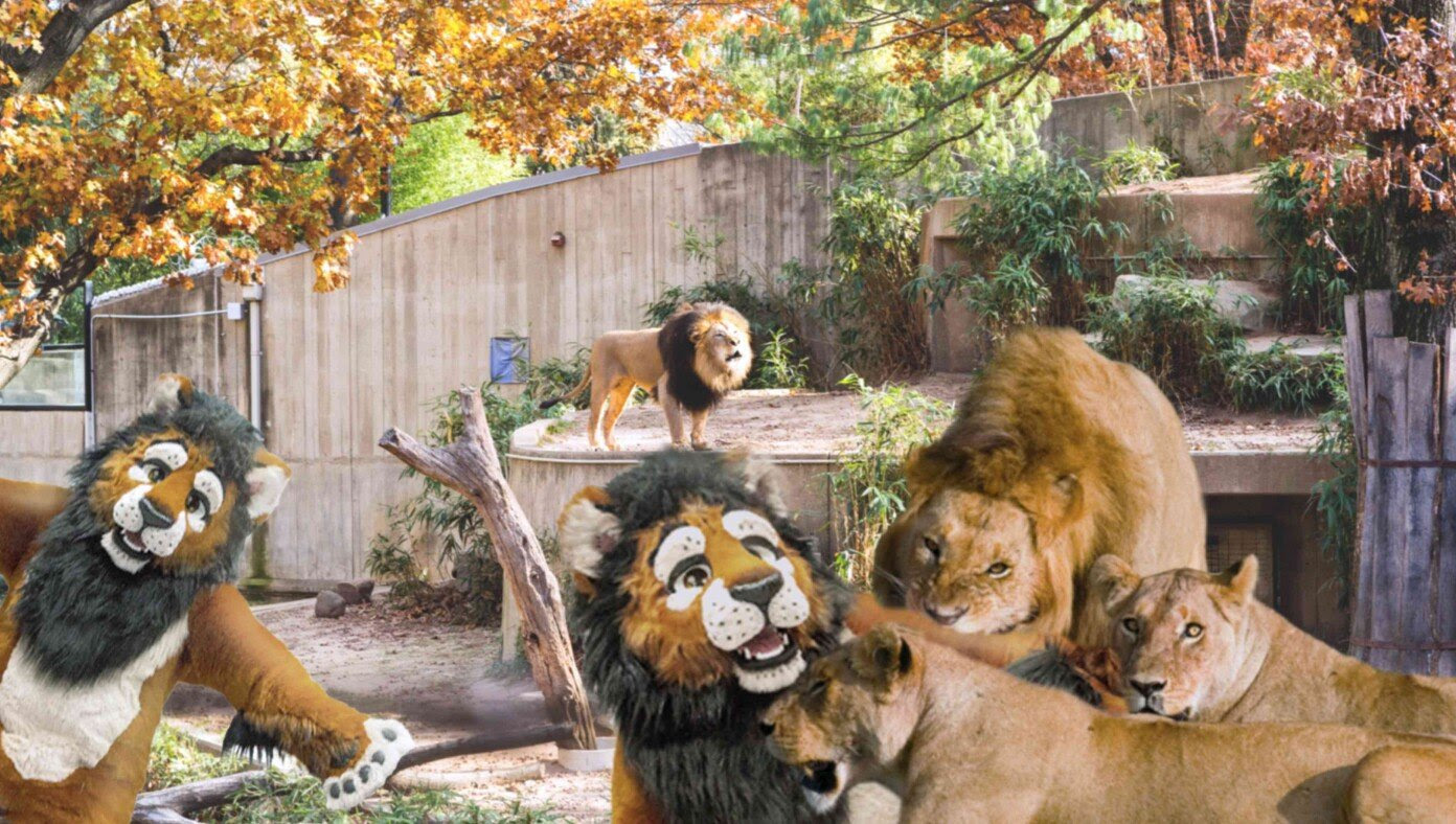 Disaster As San Francisco Zoo Adds Furries To Lion Enclosure