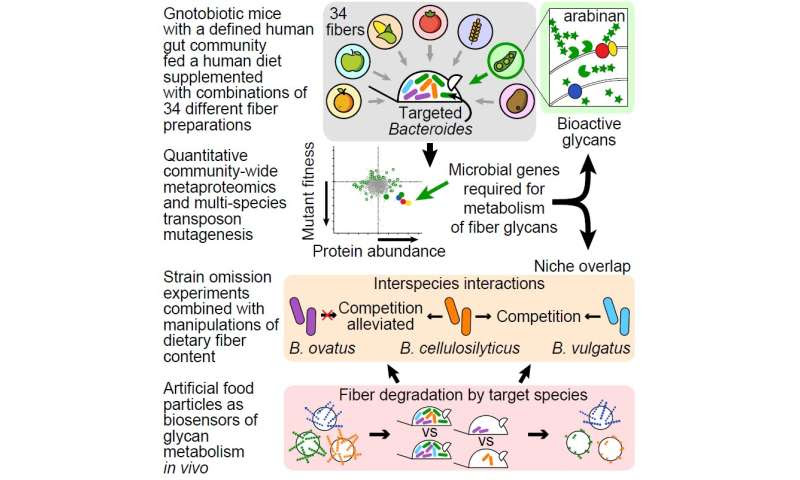 Researchers alter mouse gut microbiomes by feeding good bacteria their preferred fibers