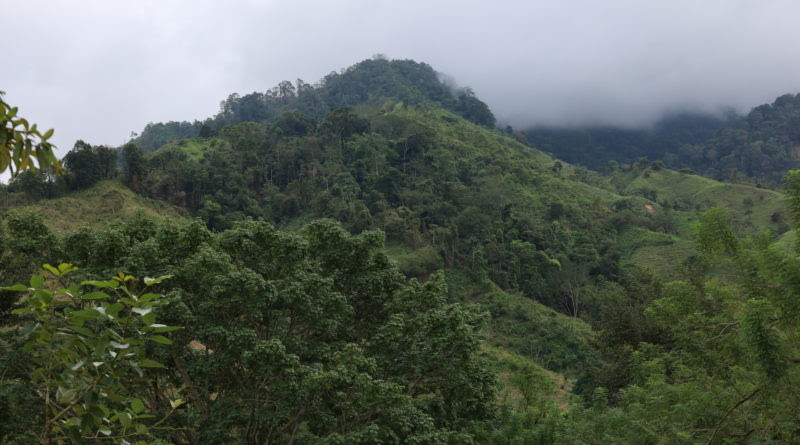 Amenazas contra bosques y sus guardianes