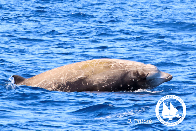 cuvier s beaked whale news