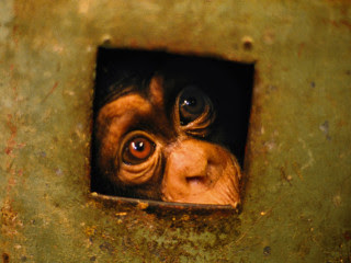 A young chimpanzee held captive in a private zoo in Monrovia, Liberia. 1989.
