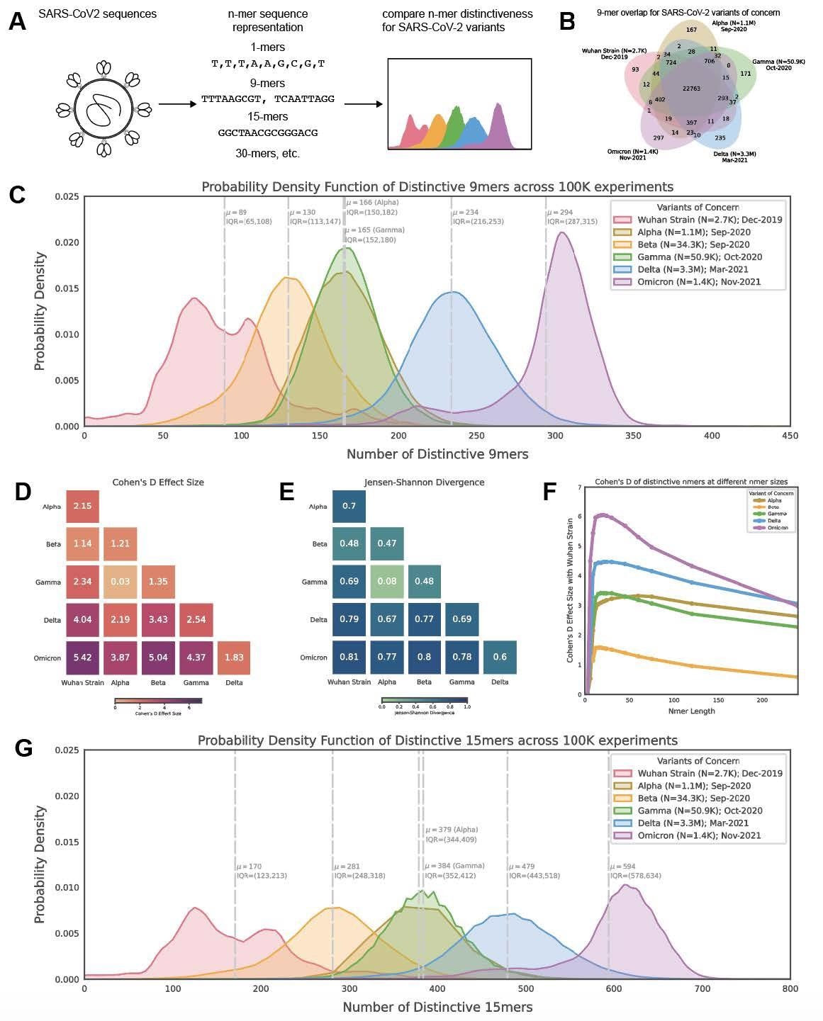 Distribution of polynucleotide distinctiveness for SARS-CoV-2 variants of concern (VOCs). (A) Schematic illustration of polynucleotide sequence analysis. SARS-CoV-2 sequences are analyzed to generate a set of distinct n-mer polynucleotide sequences (max n-mer size = 240). (B) Venn Diagram showing the mean of the distributions for shared and unique nucleotide 9-mers between all combinations of variants across 100,000 replicate comparisons. The Beta variant was excluded from this visualization to reduce clutter. (C) Density plots showing 9-mer sequence distinctiveness for VOCs, as measured by the number of distinct 9-mer polynucleotide sequences. (D-E) Heatmaps showing Cohen’s D and Jensen-Shannon divergence values from pairwise comparisons of the distributions shown in (C). (F) Cohen’s D of the distinctive n-mer distributions of Alpha, Beta, Gamma, Delta, and Omicron variants against the original strain for various n-mer lengths (n = 3, 6, 9, 12, 15, 18, 21, 24, 30, 45, 60, 75, 120, and 240). (G) Density plots showing an additional example for genomic distinctiveness of VOCs, as measured by the number of distinct 15-mer polynucleotide sequences. Data shown in panels B-G were generated using 287,739 unique SARS-CoV-2 sequences in total, split across the variants as shown in the legend of C. Abbreviations: μ - mean; IQR - interquartile range; VOC - variant of concern.