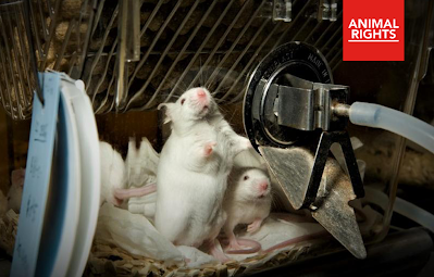 Foto: twee ratjes in een dierproef
