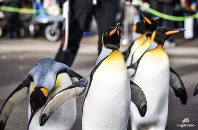 Penguins at the Calgary Zoo