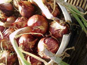 Early overwintered onion sets'Electric' made such large bulbs in a tub it split!