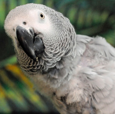 Adoptable Birds Phoenix Landing | Avian Avenue Parrot Forum