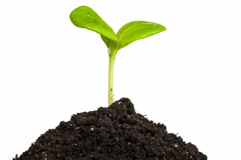 seedling_sprout.jpg