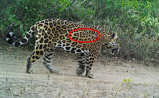 Spotting the Jaguars