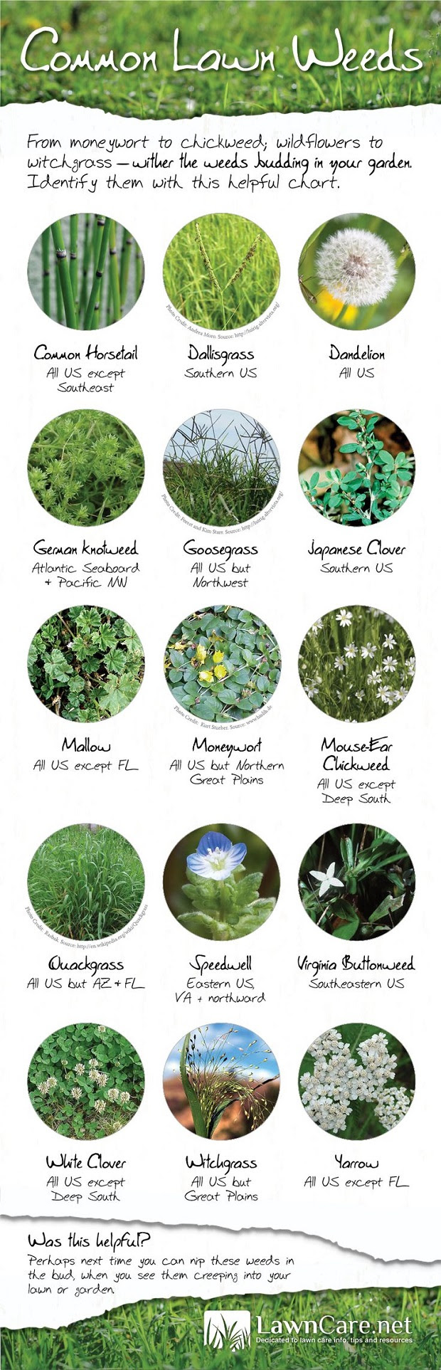 Natural Weed Control For A Healthy Garden