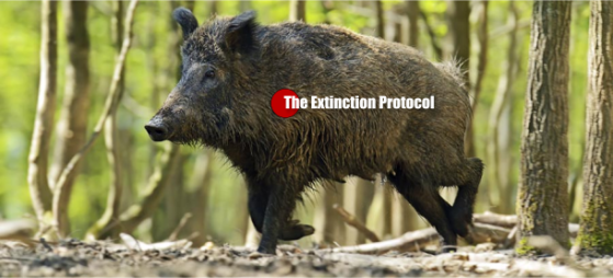 Radioactive boars are taking over Fukushima farmland Boars-japan