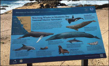Whale informational sign