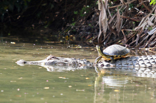 Amazing Friendship Between Reptiles