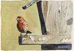F is for Finch - Posted on Tuesday, January 6, 2015 by Andy Sewell