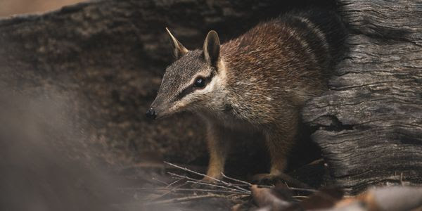 A skittish numbat peeks out from behind a log in the woods.