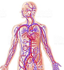 Illustration of a human torso and arms showing the circulatory system, with the heart and arteries in red and veins in blue.