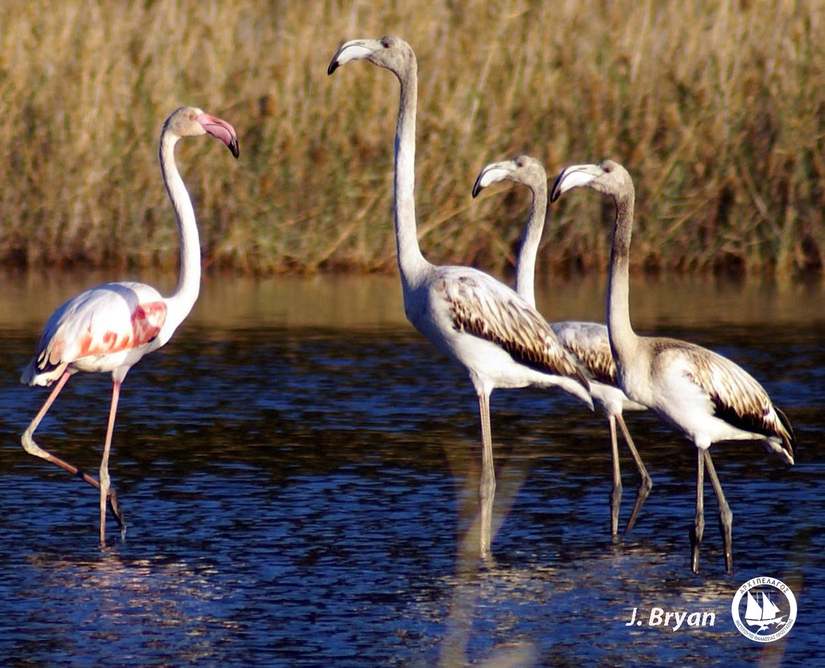 Phoenicopterus-roseus J.Bryan SAM.PsE 2010 4