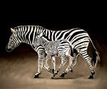 Running Zebras – 50% of Sale goes to International Rhino Foundation! - Posted on Friday, January 16, 2015 by Lauren Pretorius