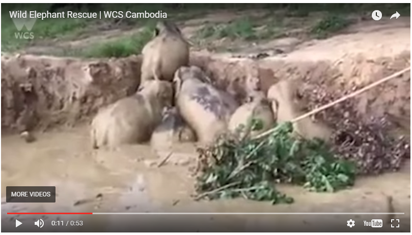 Wild Elephant Rescue video