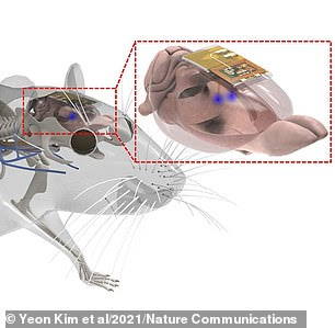 LEDs built into the device are the size of a grain of salt and use light to manipulate neurons in the mind