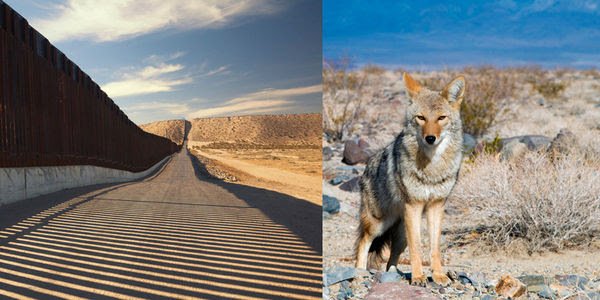 Trump's border wall casts a long shadow on the land around it, while a confused and lost coyote stands on a rock, looking for a way forward.