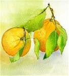 Two Oranges - Posted on Friday, November 14, 2014 by Sonia  Aguiar