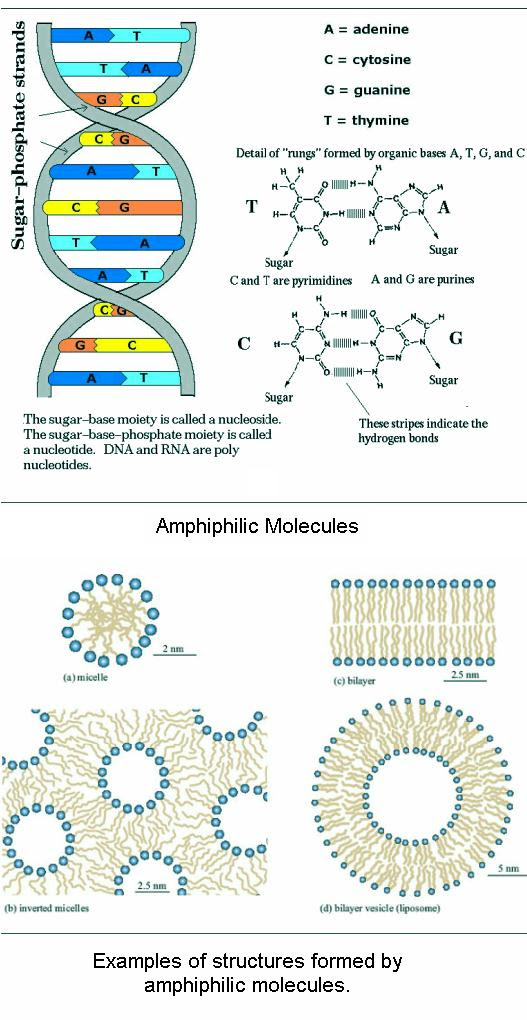 fig-1f-amphiphilic-molecules fig-1f-amphiphilic-molecules