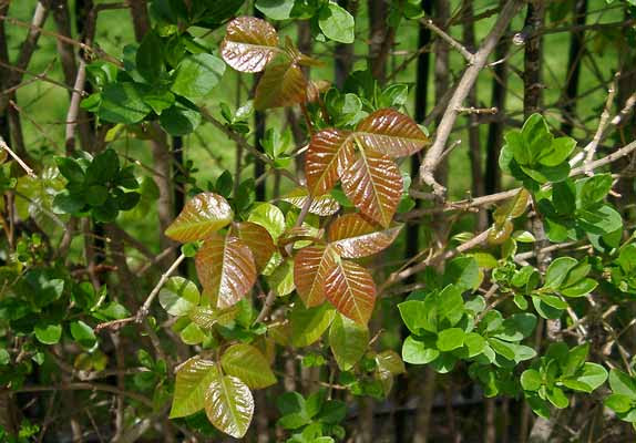 poison ivy red pointed leaves of three