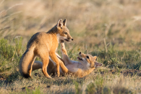 swift fox