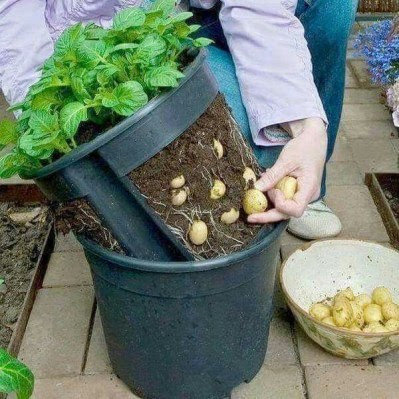 Organic Gardening of Potato