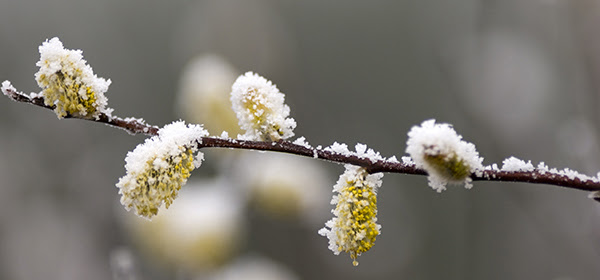 close-up of branch with spring buds covered in frost