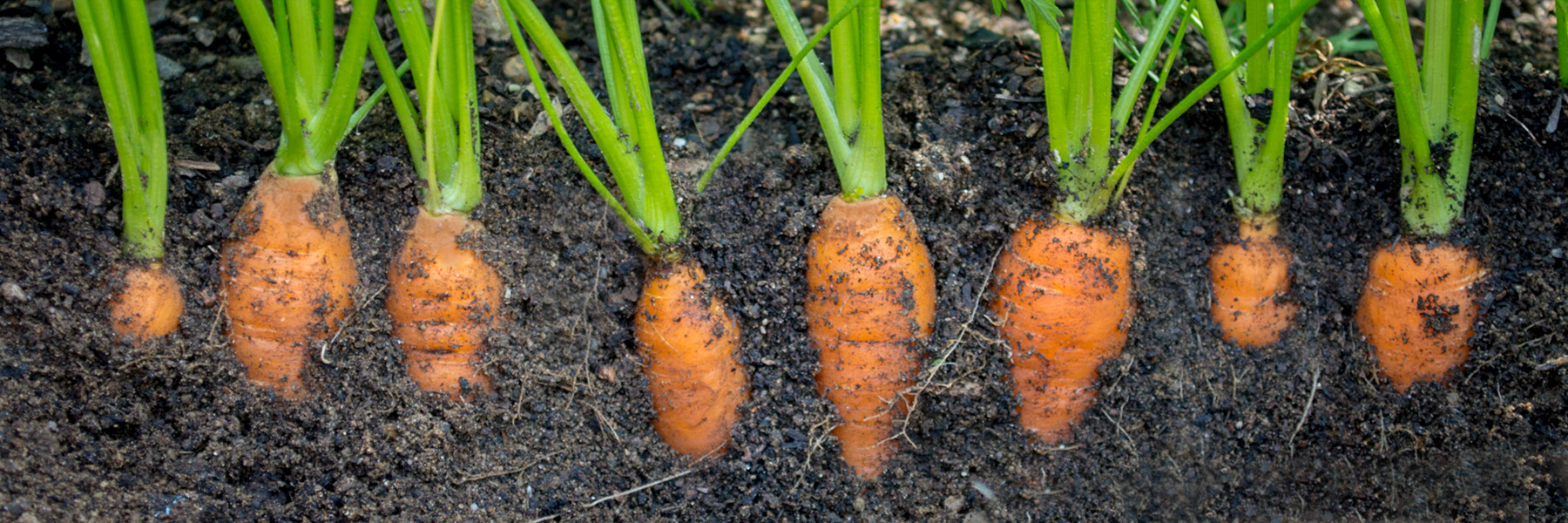 Carrots in Dirt