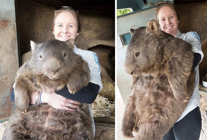 A Full Grown Wombat