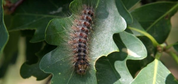 Gypsy moth cropped