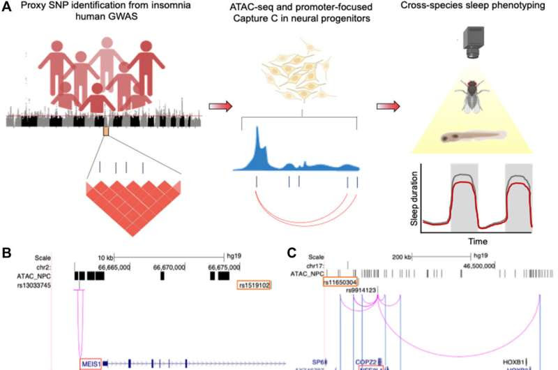 Scientists make progress in decoding genetics of insomnia