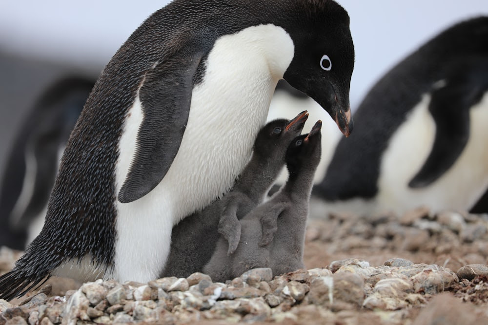 pingouins blancs et noirs sur le sable brun pendant la journée