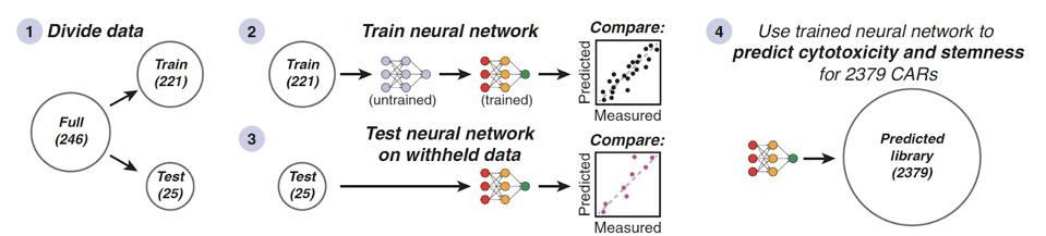 Training neural network process