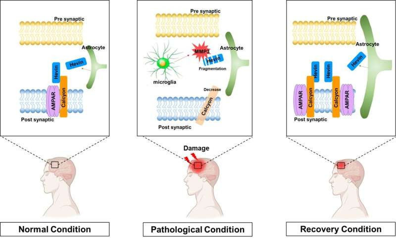 Novel interactions between proteins that help in recovering from brain injury