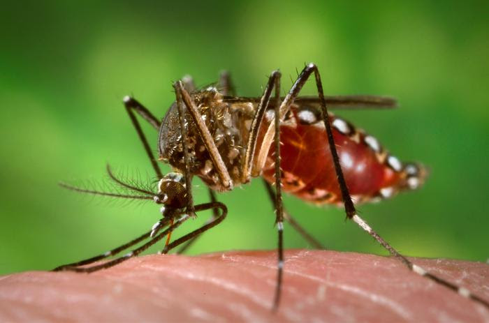 You Can Teach Mosquitoes to Fear Your Smell so They Will Avoid You