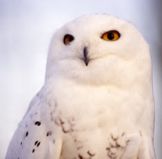 Snowy owl close-up seen from the torso up with white plumage and orange eyes