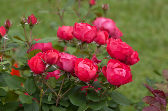 Oso Easy Double Red shrub rose