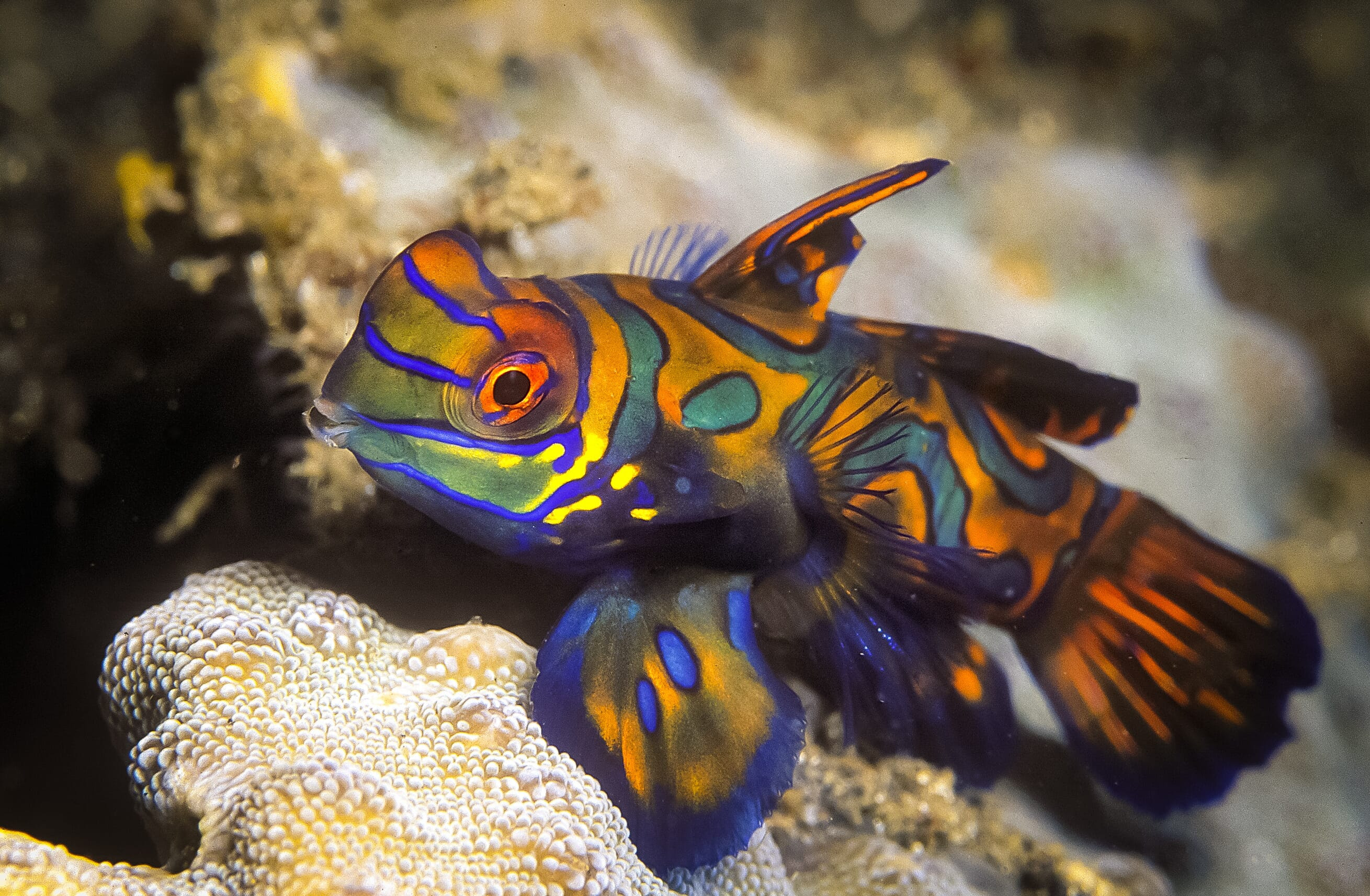 Mandarin Goby