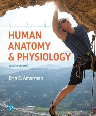 Human Anatomy And Physiology Amerman 2нд Edition Pdf Free Download