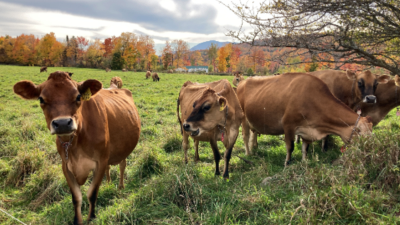 USDA Dairy Margin Coverage Program and State Reimbursement Program