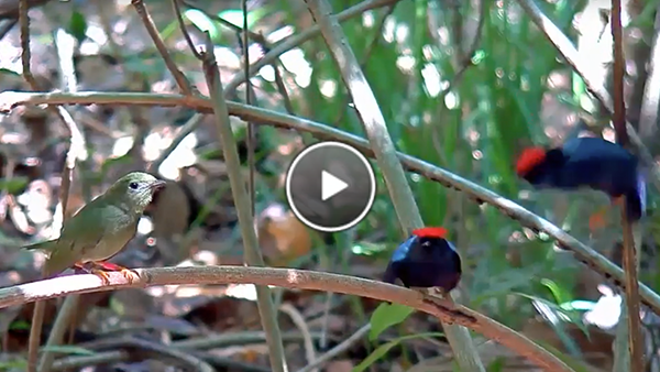 Learn about the male manakins on cam.