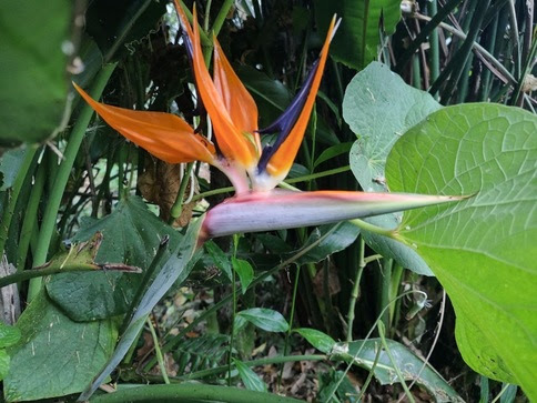 Bird-of-Paradise-Bloom