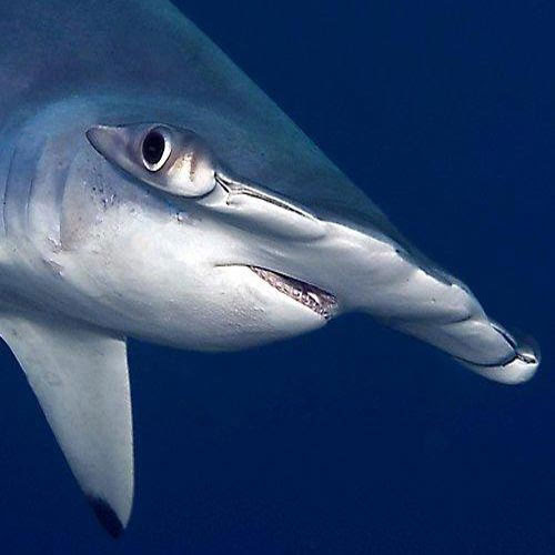 Cá mập lại có khả năng cảm nhận điện cực tốt. Thực tế chiếc đầu hình búa là một hình dáng phù hợp cho khả năng cảm nhận điện của cá mập.