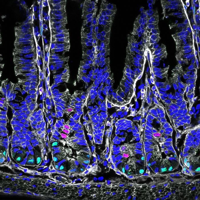 Cross-section of the intestine of a mouse