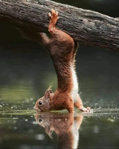 Squirrel-drinking